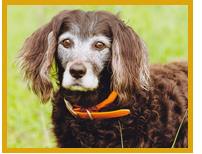 Grooming Your Boykin Spaniel