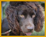 Boykin puppy grooming habits