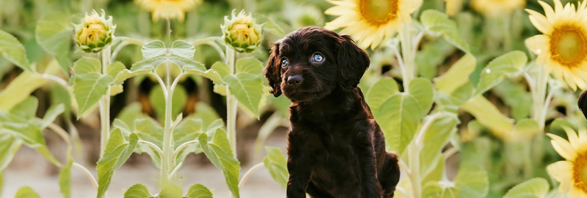 Boykin Spaniel Society